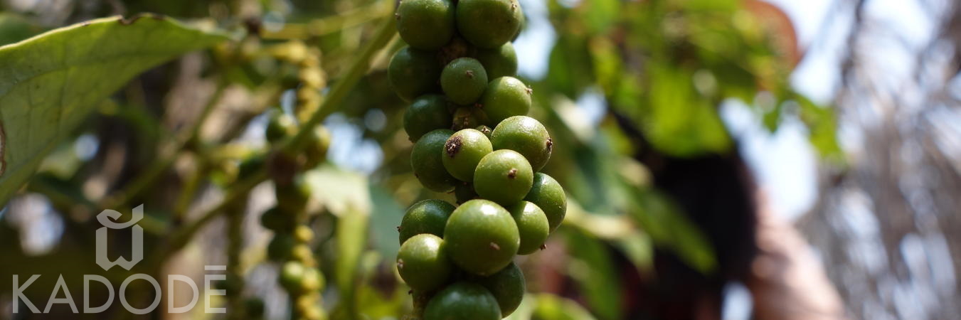 Grappe de poivre vert de Kampot